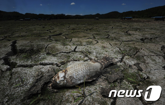 충북도, 가뭄 '심각단계'로 격상…단계별 대응